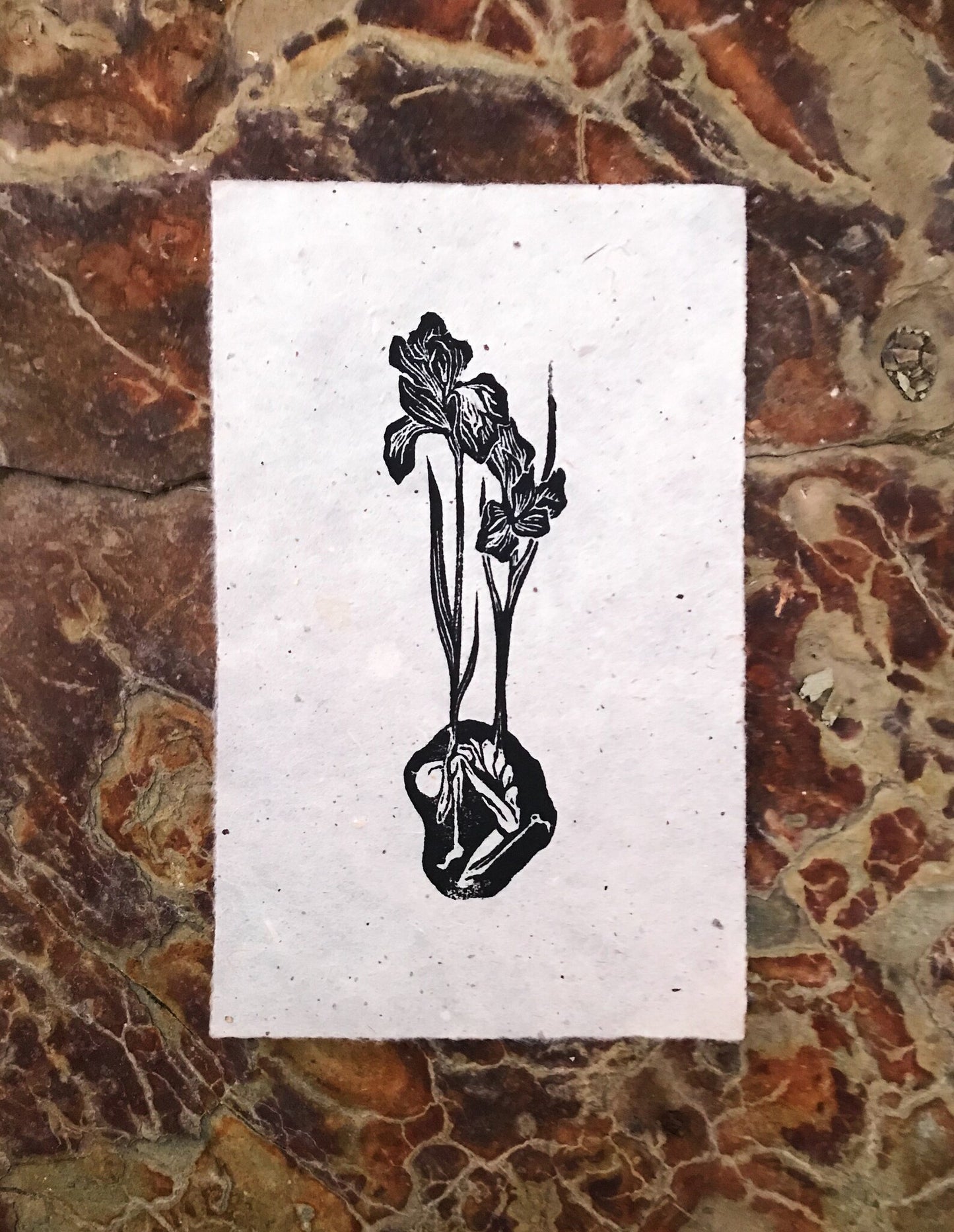 Iris