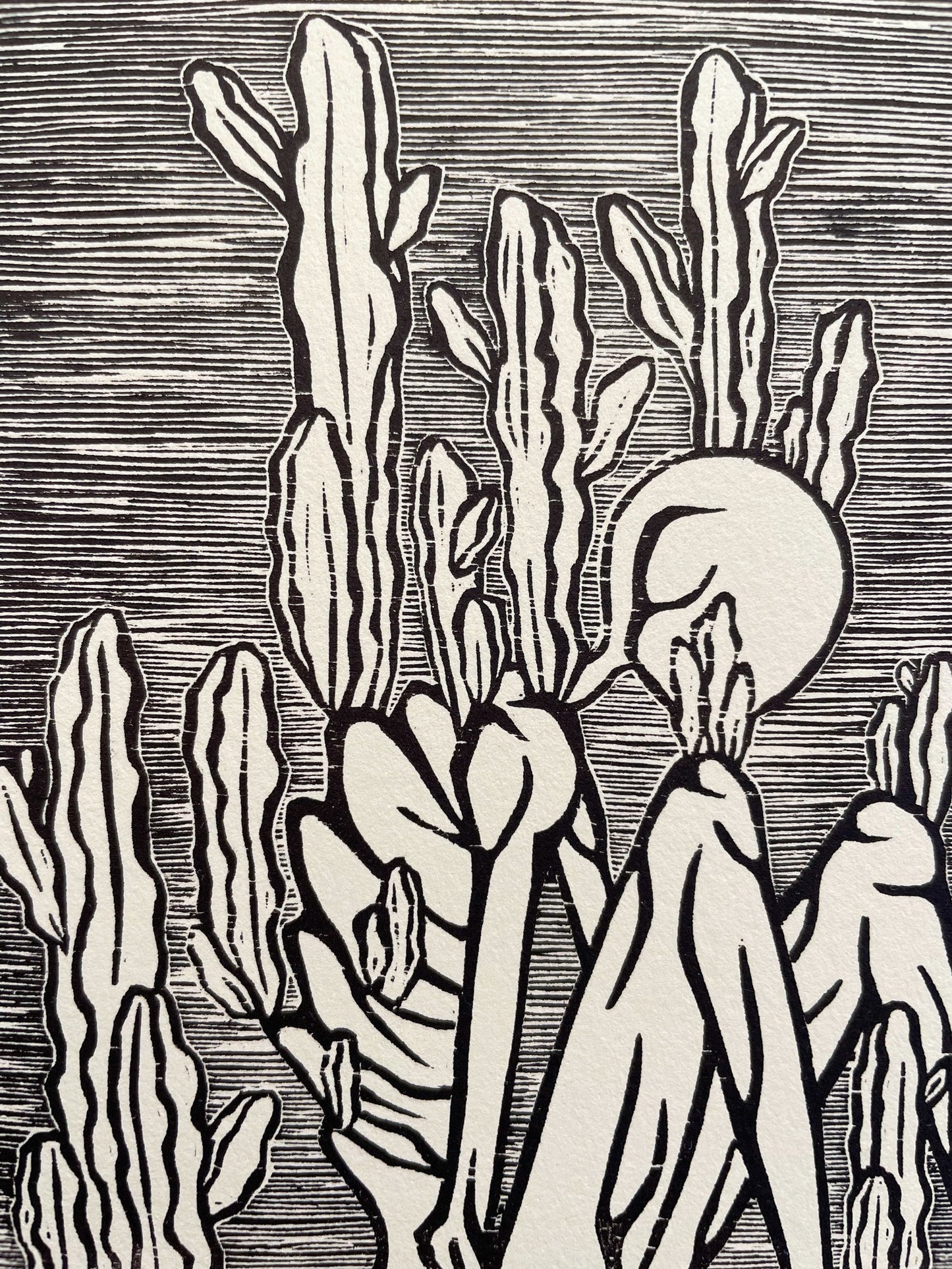 Euphorbia